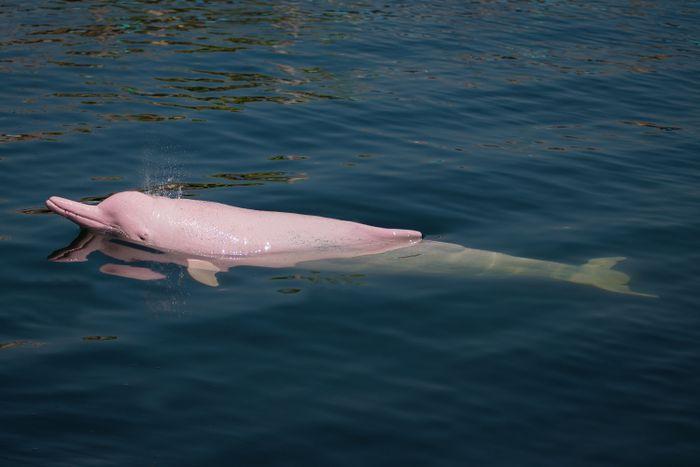 Pink Dolphin